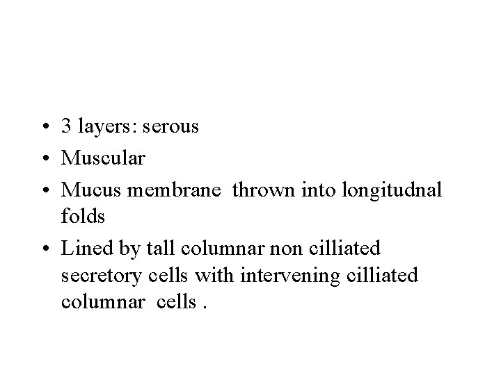  • 3 layers: serous • Muscular • Mucus membrane thrown into longitudnal folds
