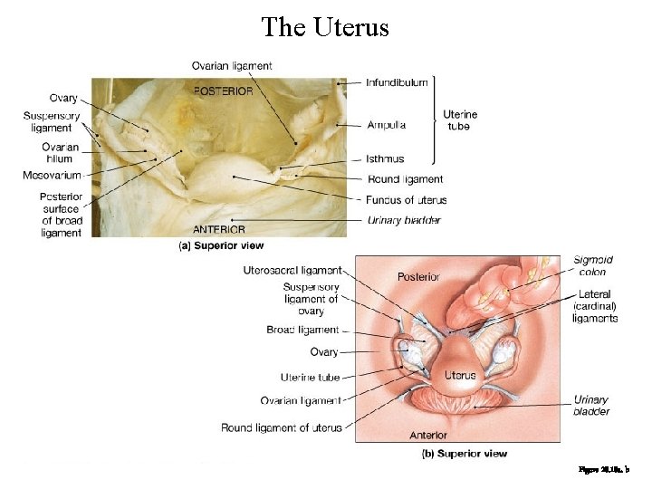 The Uterus Figure 28. 18 a, b 
