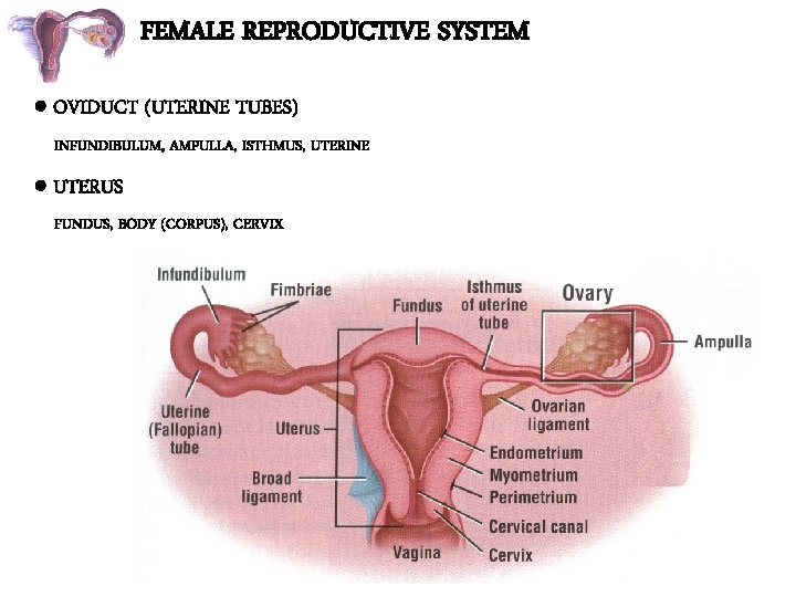 FEMALE REPRODUCTIVE SYSTEM OVIDUCT (UTERINE TUBES) INFUNDIBULUM, AMPULLA, ISTHMUS, UTERINE UTERUS FUNDUS, BODY (CORPUS),