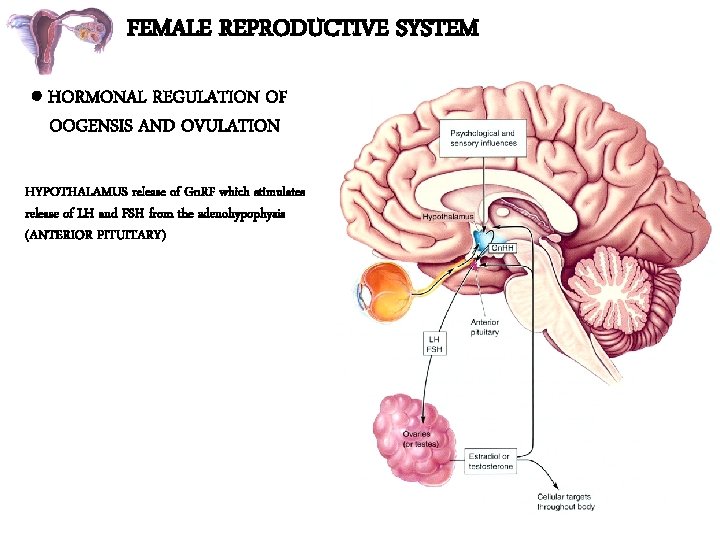 FEMALE REPRODUCTIVE SYSTEM HORMONAL REGULATION OF OOGENSIS AND OVULATION HYPOTHALAMUS release of Gn. RF