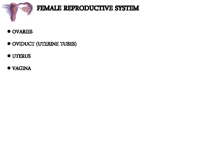 FEMALE REPRODUCTIVE SYSTEM OVARIES OVIDUCT (UTERINE TUBES) UTERUS VAGINA 