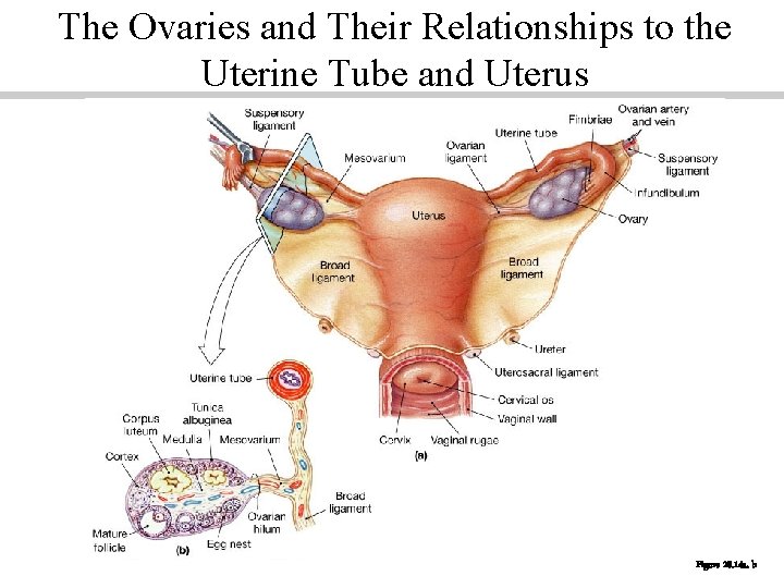 The Ovaries and Their Relationships to the Uterine Tube and Uterus Figure 28. 14