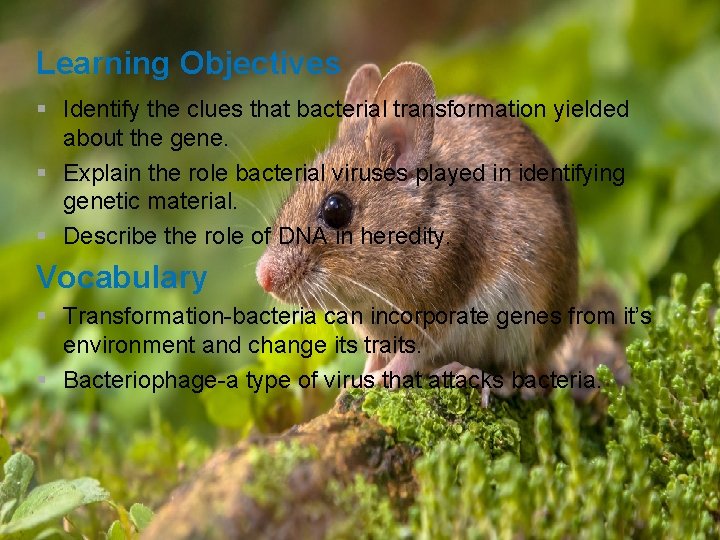 Learning Objectives § Identify the clues that bacterial transformation yielded about the gene. §