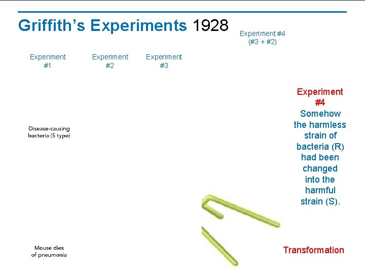Griffith’s Experiments 1928 Experiment #1 Experiment #2 Experiment #4 (#3 + #2) Experiment #3