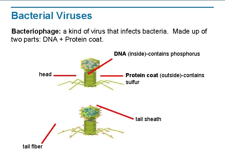 Bacterial Viruses Bacteriophage: a kind of virus that infects bacteria. Made up of two