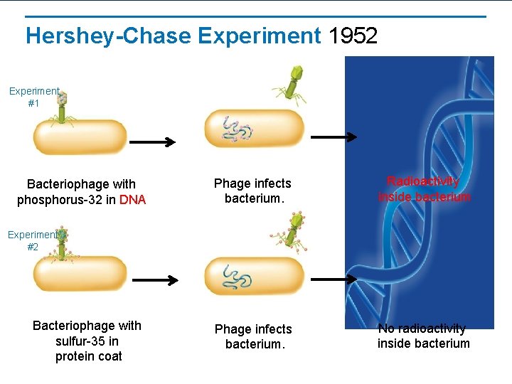 Hershey-Chase Experiment 1952 Experiment #1 Bacteriophage with phosphorus-32 in DNA Phage infects bacterium. Radioactivity