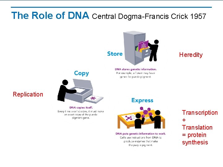 The Role of DNA Central Dogma-Francis Crick 1957 Heredity Replication Transcription + Translation =