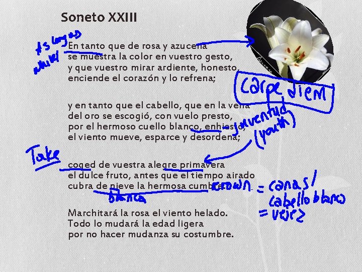 Soneto XXIII En tanto que de rosa y azucena se muestra la color en