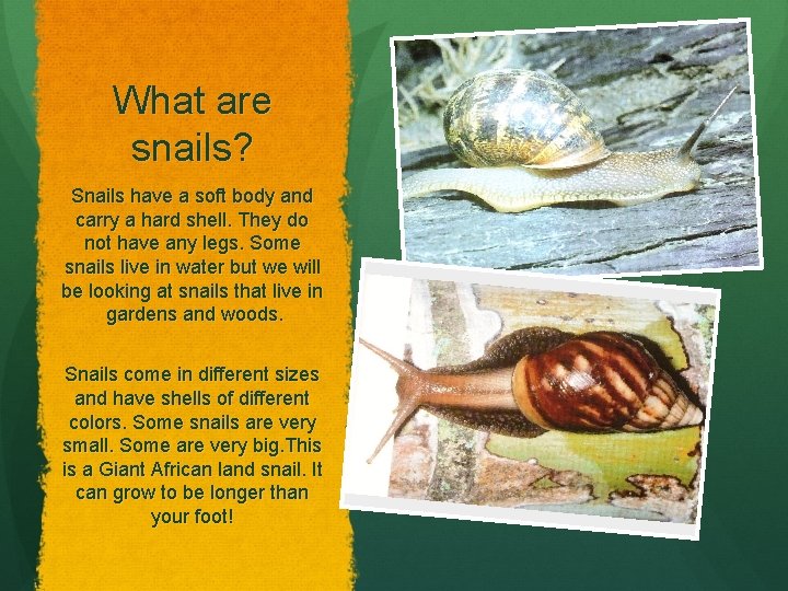 What are snails? Snails have a soft body and carry a hard shell. They