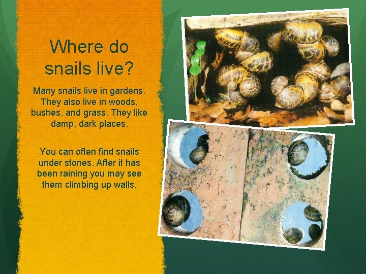 Where do snails live? Many snails live in gardens. They also live in woods,