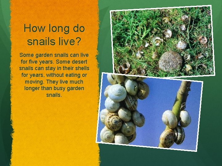 How long do snails live? Some garden snails can live for five years. Some