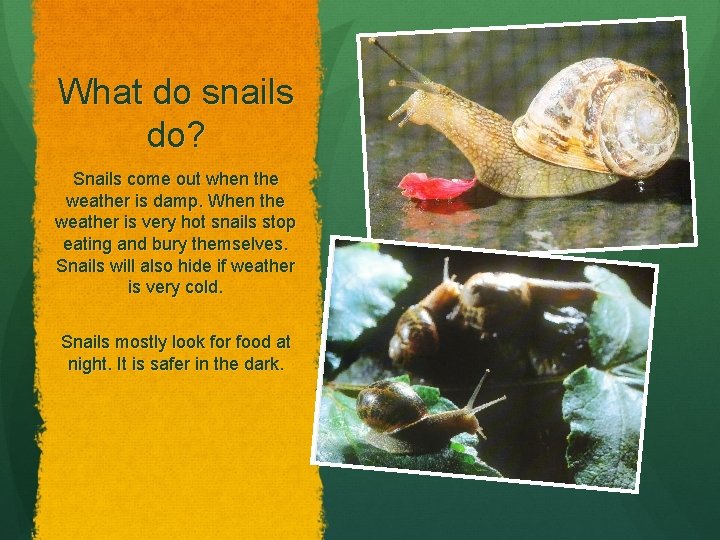 What do snails do? Snails come out when the weather is damp. When the