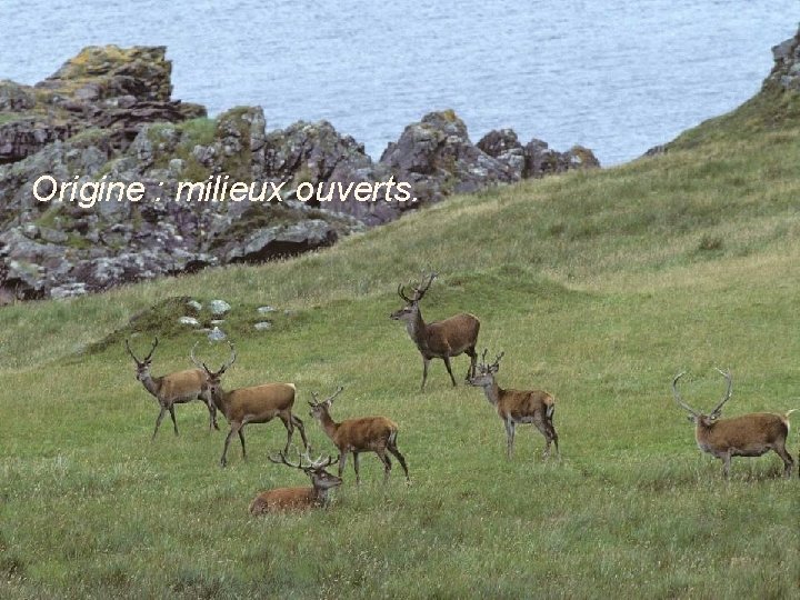 Origine : milieux ouverts. 