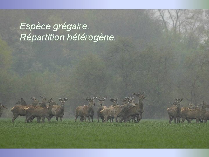 Espèce grégaire. Répartition hétérogène. 