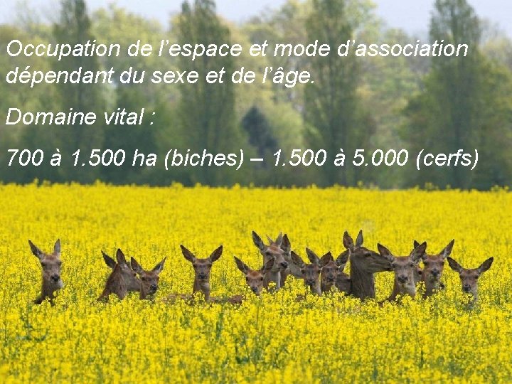 Occupation de l’espace et mode d’association dépendant du sexe et de l’âge. Domaine vital