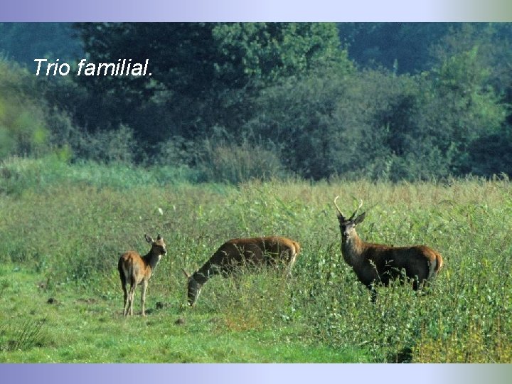 Trio familial. 