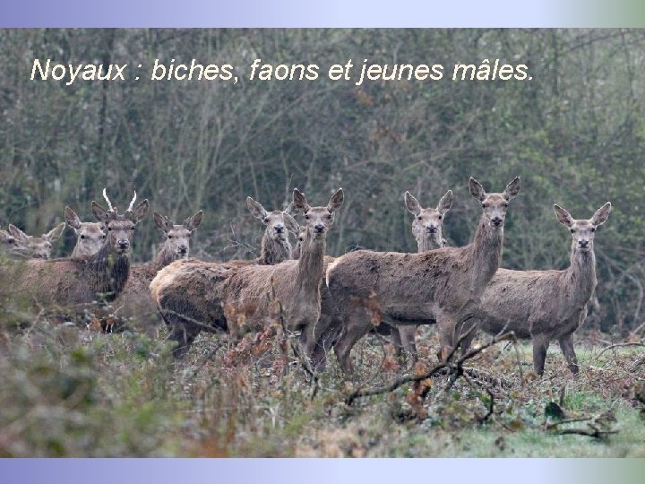 Noyaux : biches, faons et jeunes mâles. 