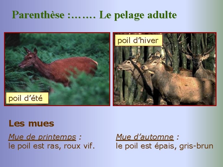 Parenthèse : ……. Le pelage adulte poil d’hiver poil d’été Les mues Mue de