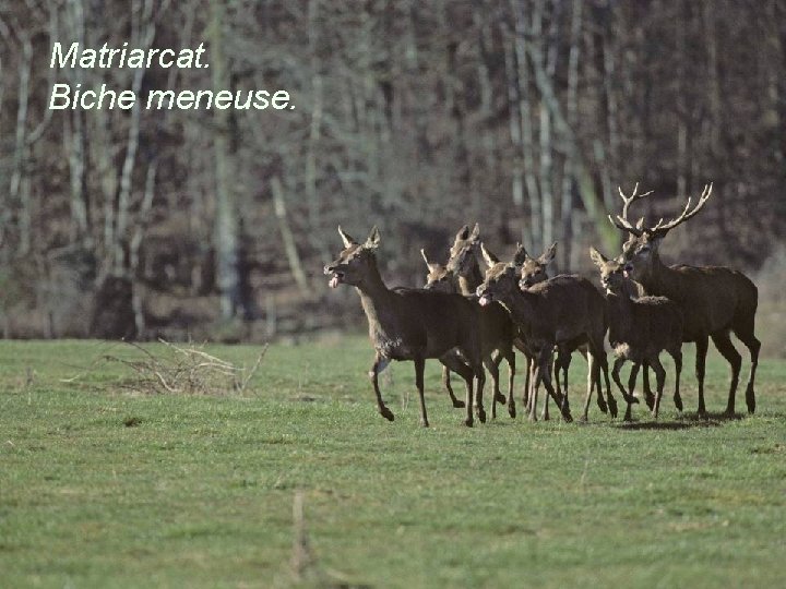 Matriarcat. Biche meneuse. 