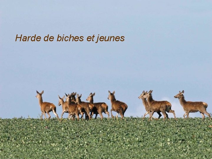 Harde de biches et jeunes 