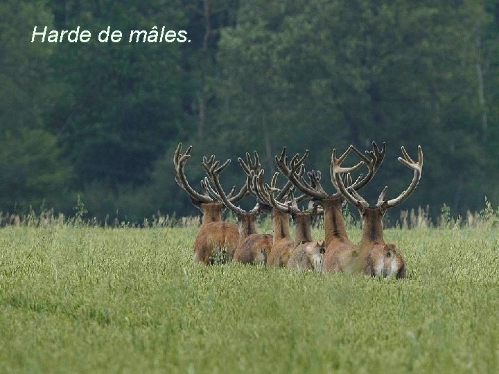 Harde de mâles. 