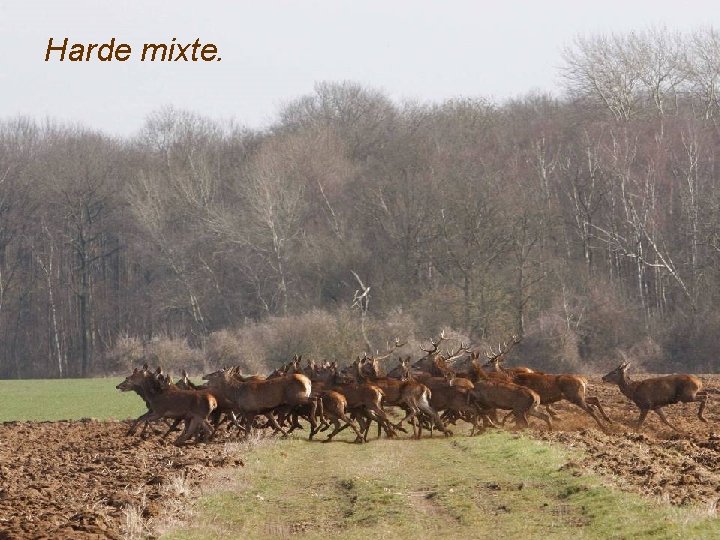Harde mixte. 