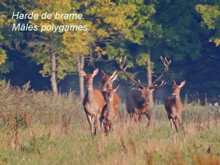 Harde de brame. Mâles polygames. 