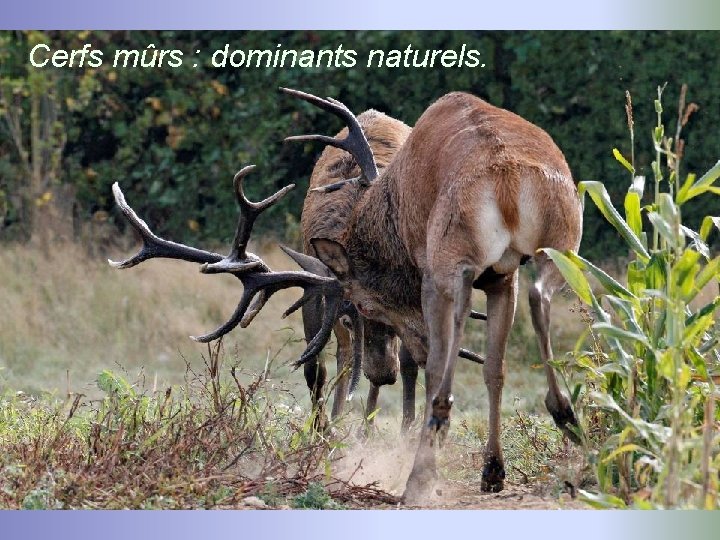 Cerfs mûrs : dominants naturels. 