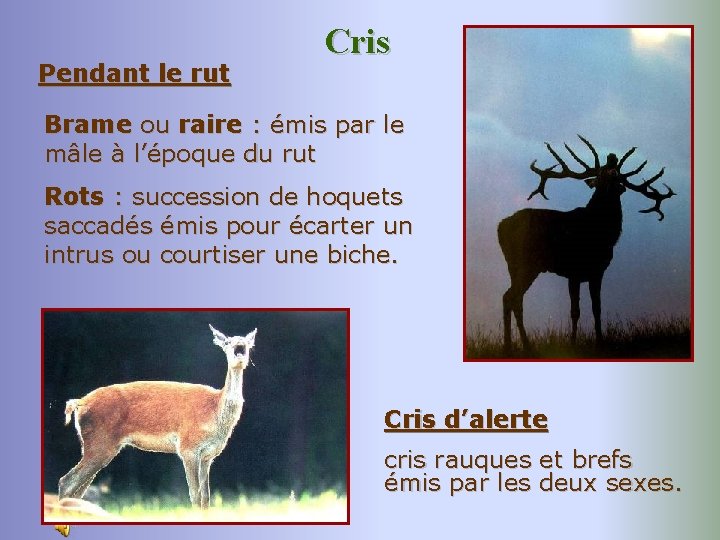 Pendant le rut Cris Brame ou raire : émis par le mâle à l’époque