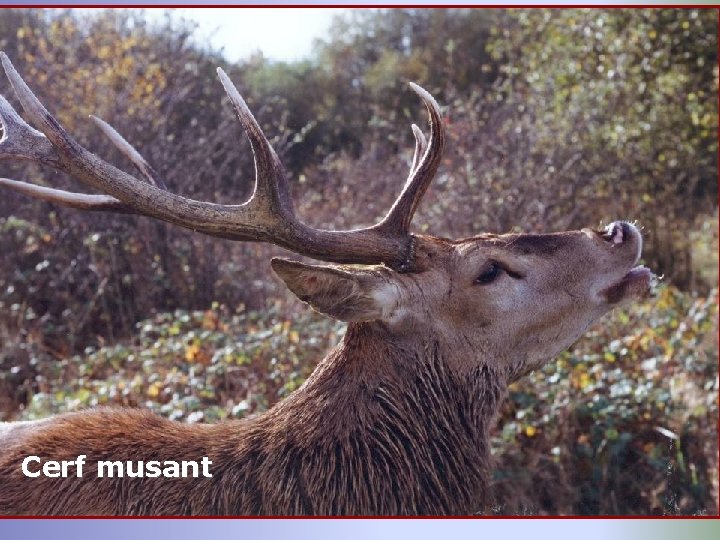 Cerf musant 