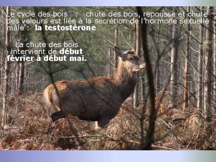 Le cycle des bois : chute des bois, repousse et chute des velours est