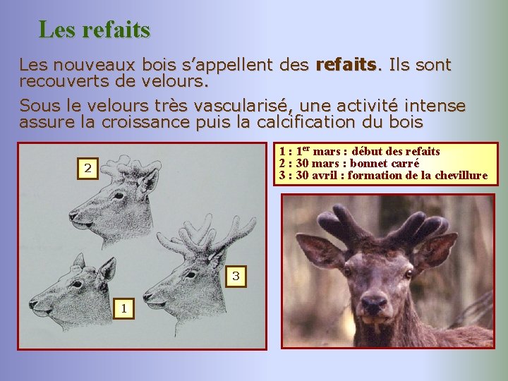Les refaits Les nouveaux bois s’appellent des refaits. Ils sont recouverts de velours. Sous