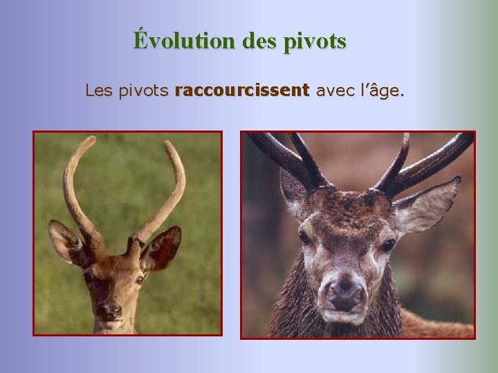 Évolution des pivots Les pivots raccourcissent avec l’âge. 