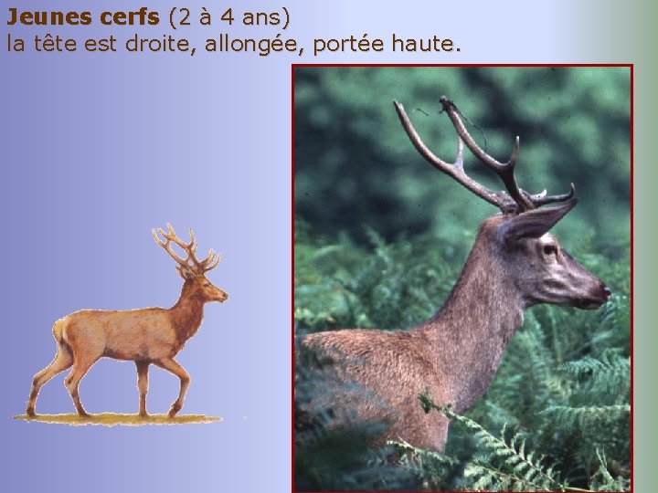 Jeunes cerfs (2 à 4 ans) la tête est droite, allongée, portée haute. 