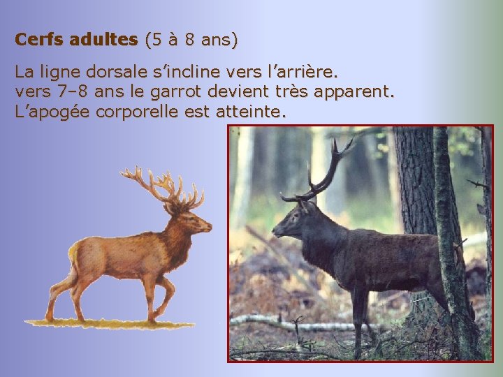 Cerfs adultes (5 à 8 ans) La ligne dorsale s’incline vers l’arrière. vers 7–