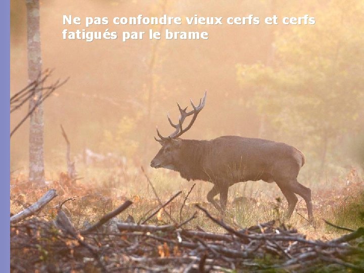 Ne pas confondre vieux cerfs et cerfs fatigués par le brame 