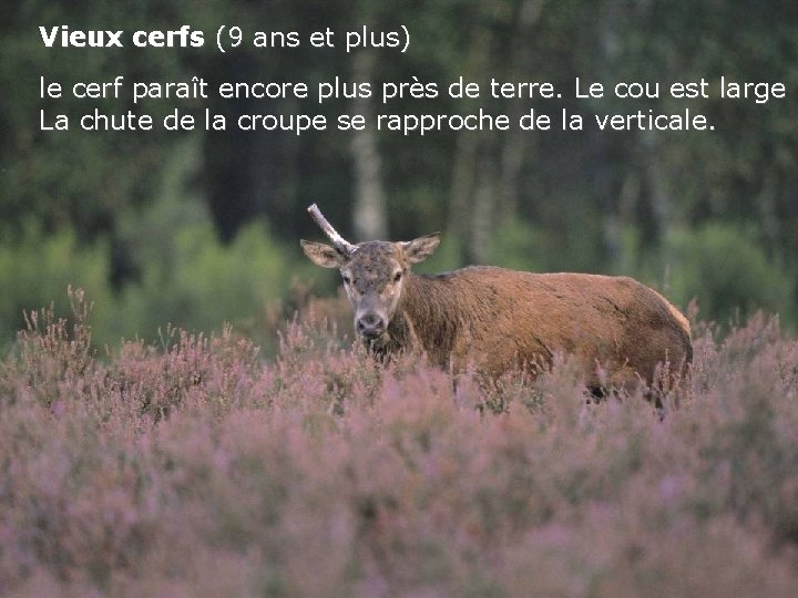 Vieux cerfs (9 ans et plus) le cerf paraît encore plus près de terre.