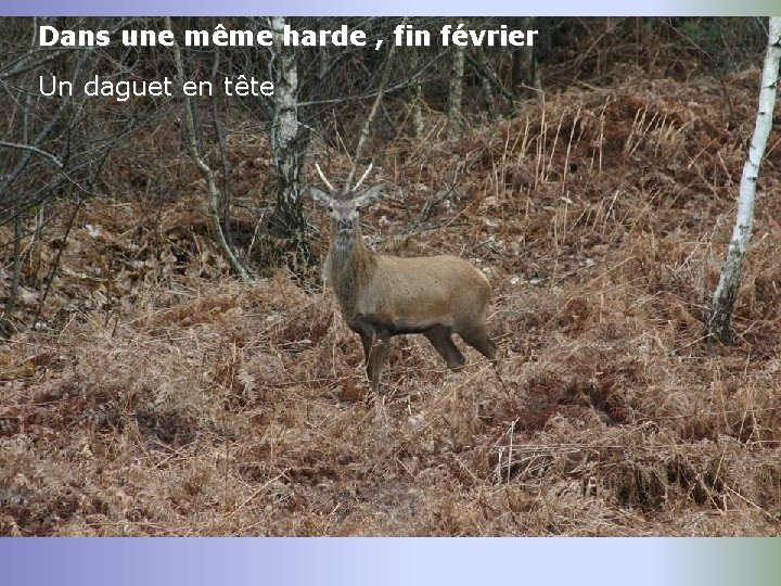 Dans une même harde , fin février Un daguet en tête 