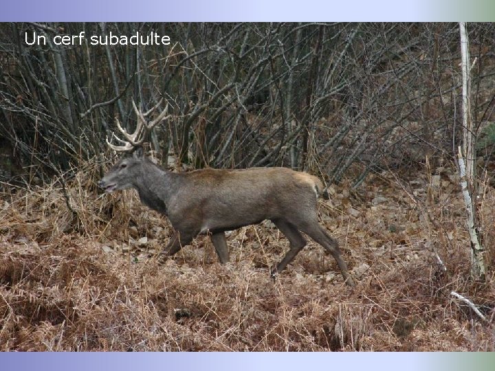 Un cerf subadulte 
