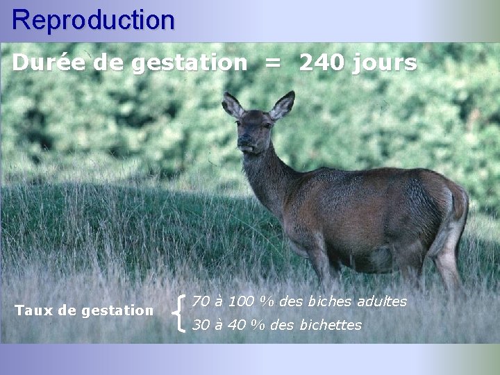 Reproduction Durée de gestation = 240 jours Taux de gestation 70 à 100 %