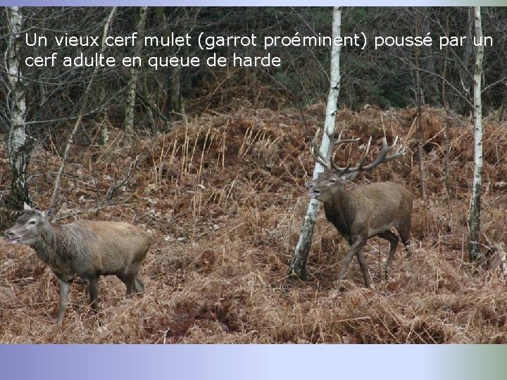 Un vieux cerf mulet (garrot proéminent) poussé par un cerf adulte en queue de