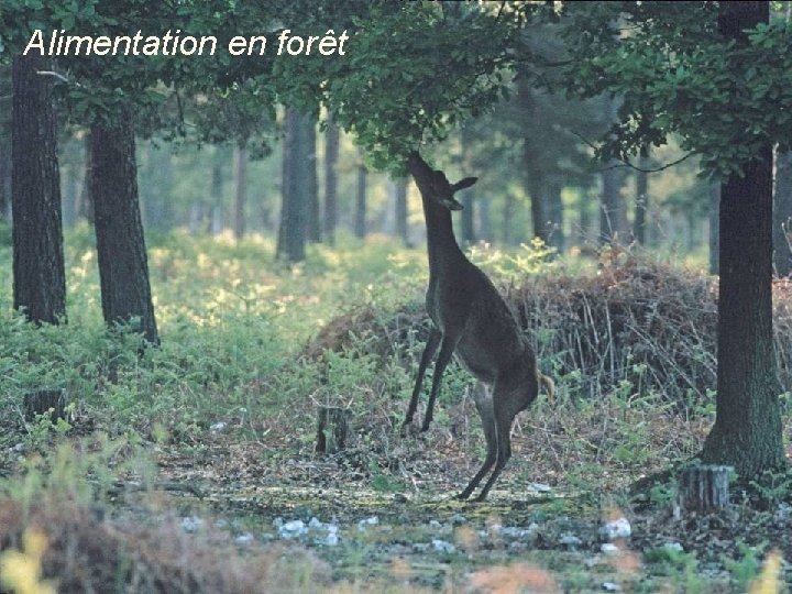 Alimentation en forêt 