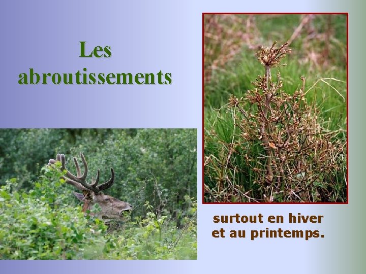 Les abroutissements surtout en hiver et au printemps. 