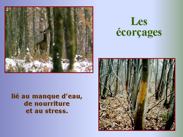 Les écorçages lié au manque d’eau, de nourriture et au stress. 