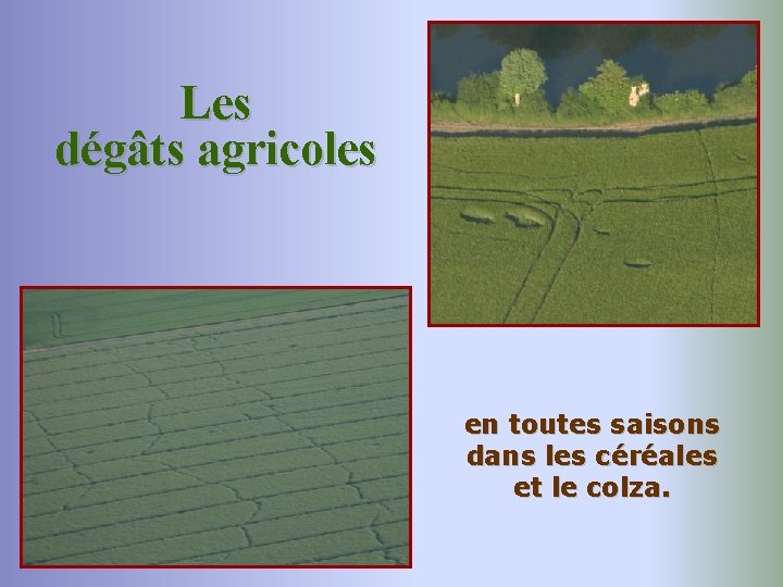 Les dégâts agricoles en toutes saisons dans les céréales et le colza. 