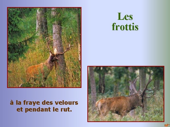 Les frottis à la fraye des velours et pendant le rut. 