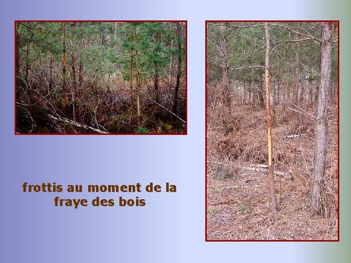 frottis au moment de la fraye des bois 