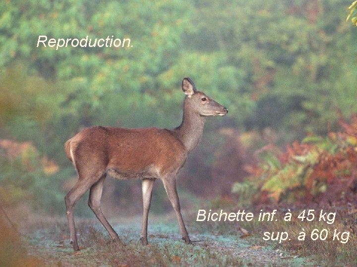 Reproduction. Bichette inf. à 45 kg sup. à 60 kg 