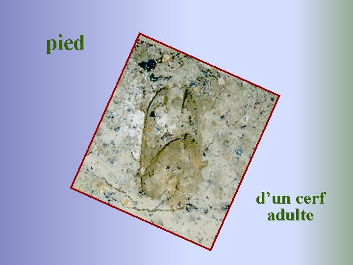 pied d’un cerf adulte 