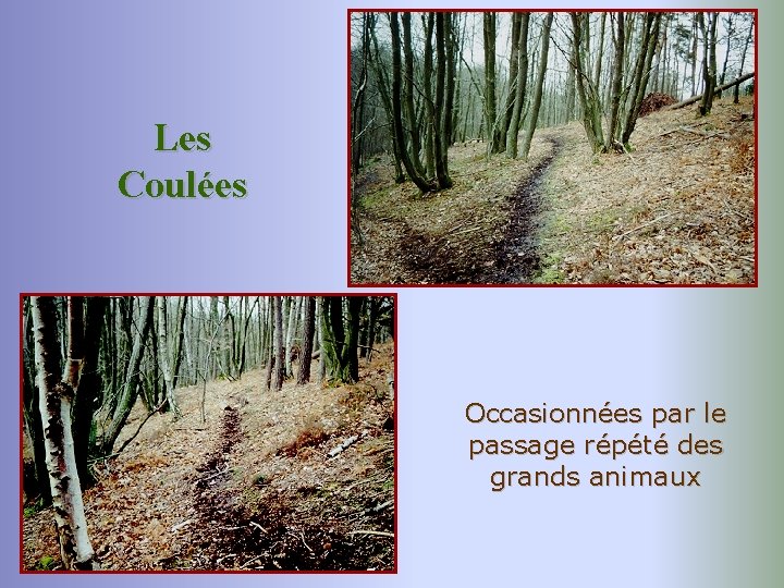 Les Coulées Occasionnées par le passage répété des grands animaux 